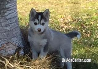 Pomsky Puppies For Sale In Phoenix
