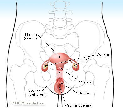Bleeding Uterus Sexual Penetration